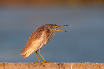 Portrait of a squacco heron waiting by the lake
