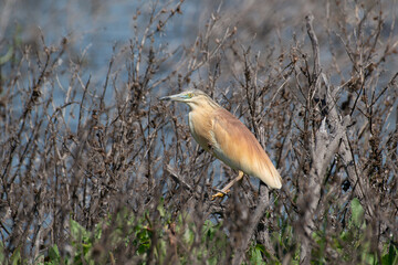 Portrait of a squacco heron waiting by the lake
