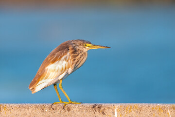 Portrait of a squacco heron waiting by the lake
