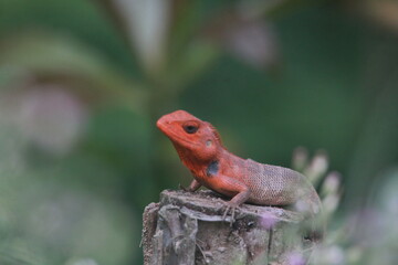 Green scaly chameleon reptile or garden lizard eye on a wild nature tree