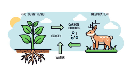Diagram of photosynthesis and respiration cycle