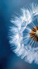 Close-up of a dandelion seed head with delicate white seeds against a gradient blue background. The image is macro with soft lighting.