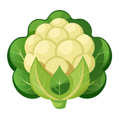Fresh Cauliflower Illustration