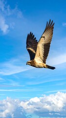 Bird soars; spread wings gliding amid a blue sky streaked with wispy, white clouds, bathed in bright daylight