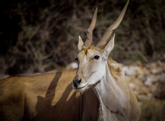 eland antelope in the wild - largest antelope in the world