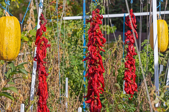Strings of Dried Red Chili Pepper Ristras Hanging in Garden at Sunny Autumn Day