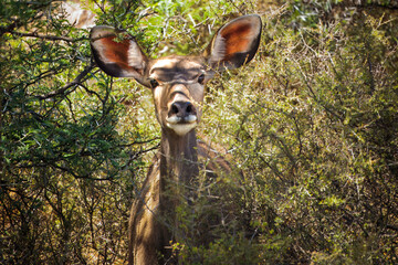 Female kudu deer staring at camera
