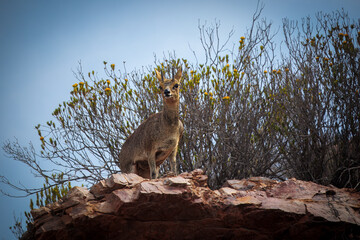 Klipspringer buck on a rocky ledge