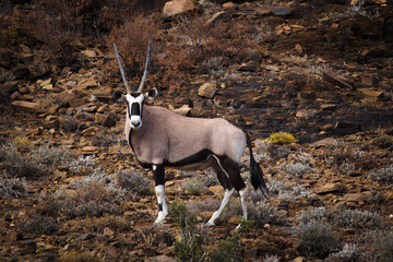 African gemsbok in rocky terrain