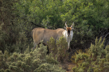 Eland bull in bushes