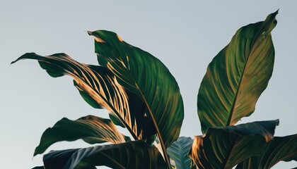 Green Tropical Leaves with Morning Sunlight and Clear Sky Background