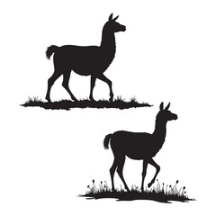 Gentle llama silhouette walking slowly across bright white scenic background