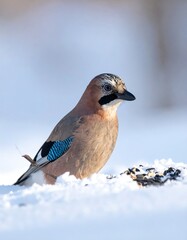 Bird with blue wing markings stands in snow, with a blurry white background