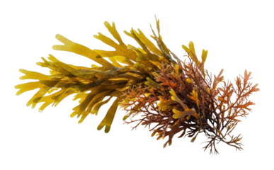 Aerial view of seaweed harvesting in coastal natural environments isolated on transparent background