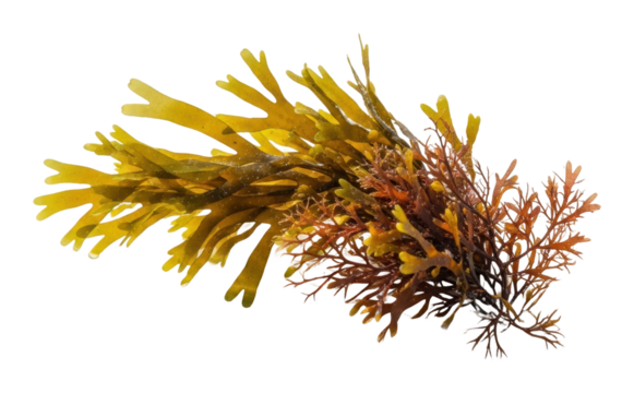 Aerial view of seaweed harvesting in coastal natural environments isolated on transparent background