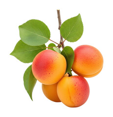 Harvesting fresh apricots orchard food natural isolated on transparent background