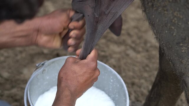 A persons hands are milking a dark cow or buffalo into a metal bucket filled with white liquid that appears to be milk 4K