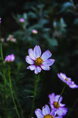 purple and yellow flower