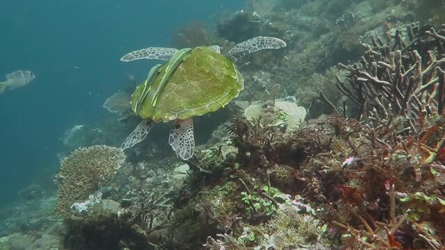 Sea turtle with remoras (Echeneidae) on shell and tropical coral reef. Strong current in murky green ocean. Corals and tortoise. Underwater video from scuba diving with ocean turtles. 