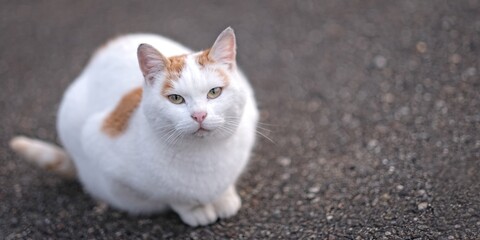 Cute street cat sitting outdoors and looking curious at camera. Panoramic image with selective focus.	