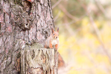 A red squirrel sits at the base of a thick pine trunk, partially hidden behind the bark. with blurred yellow-brown autumn foliage in the background