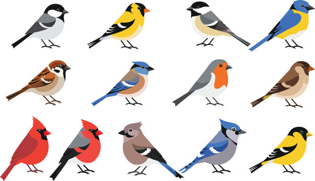 Colorful songbird illustration set featuring garden and forest birds, small perched wildlife species, and cute avian characters in flat vector style