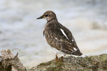 A close-up shot of an adult and young The ruddy turnstone (Arenaria interpres) stands on the shore of an estuary.