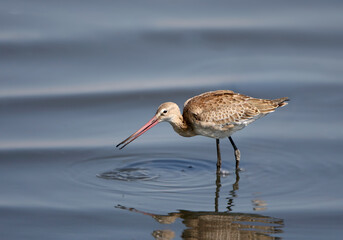 A close-up of a black-tailed godwit (Limosa limosa) feeding in the blue water of a lake