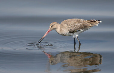 A close-up of a black-tailed godwit (Limosa limosa) feeding in the blue water of a lake