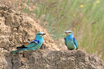 A pair of European rollers (Coracias garrulus) in breeding plumage are photographed in their natural habitat near their nest.