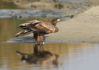 A young white-tailed eagle (Haliaeetus albicilla) is photographed close-up on the canal bank and in flight.
