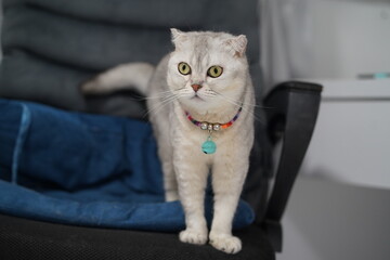 Cute Scottish Fold Cat with Fluffy Fur Sitting on Chair with Cozy Blanket, Captivating Green Eyes and Colorful Collar in Domestic Environment