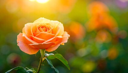 Warm light kisses a peach rose in a soft, blurred garden setting. Focus on the blossoming rose petals
