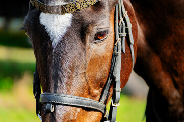 Portrait of a brown horse with a white spot on its forehead, harnessed to a bridle. A sunny day during equestrian training