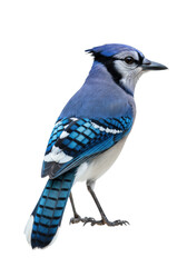 perfectly composed blue jay profile, vibrant cerulean and jet black plumage, focus stacked macro detail, isolated against a shadowless transparent studio background. concept of ornithological accuracy