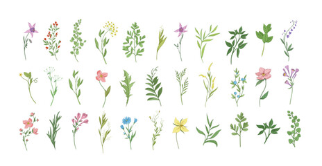 Floral set with colorful wild flowers and elegant branch. Botanical foliage for wedding invitation or wall art. Vector illustration