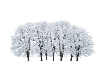 Skeletal deciduous trees, dark trunks laden with thick volumetric powder snow, silhouetted against an infinite high-key white backdrop suitable for copy space. serene winter majesty and profound