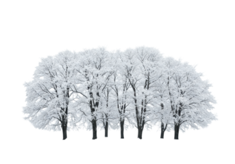 Skeletal deciduous trees, dark trunks laden with thick volumetric powder snow, silhouetted against an infinite high-key white backdrop suitable for copy space. serene winter majesty and profound