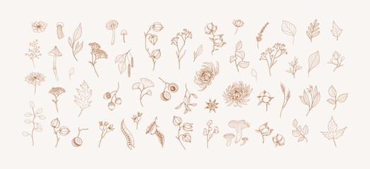 Autumn set of different seasonal brunch of plants and fall leaves, mushrooms and berries. Delicate and elegant botanical design elements
