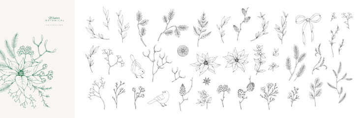 Christmas botanical set with winter plants, spruce and birds. New year decorations. Holiday card or invitation with hand drawn floral engraving design