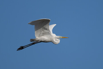 portrait of a great egret flying high