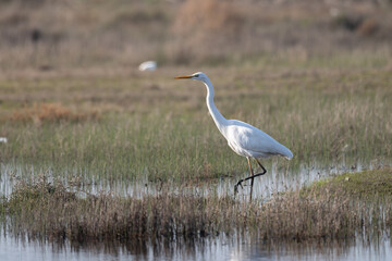Portrait of a Great Egret waiting by the lake