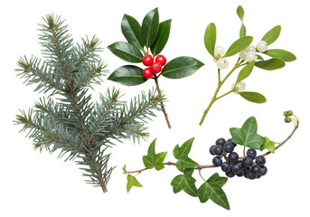 Meticulous studio macro shot of traditional winter holiday botanicals: silver fir, red holly, white mistletoe, and dark ivy on white, concept for sophisticated seasonal design