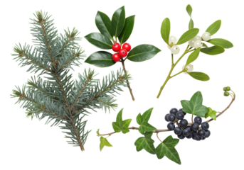 Meticulous studio macro shot of traditional winter holiday botanicals: silver fir, red holly, white mistletoe, and dark ivy on white, concept for sophisticated seasonal design
