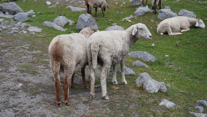 Sheep grazing on a rocky hillside with thick white wool coats and scattered gray boulders, alpinescape concept.