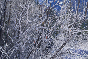 Frost on the branches