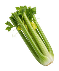 Fototapeta premium Harvesting fresh celery for healthy cooking kitchen food bright isolated on transparent background