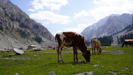 Spotted cows grazing on green grass with red-roofed buildings and rocky mountain peaks, equestrian concept.