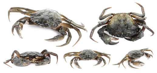Fresh crab isolated on white, set. Sea food