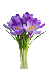 ultrafocused macro photograph of delicate violet and lavender crocus flowers, dew on green stems, against a high-key white background. concept of botanical perfection